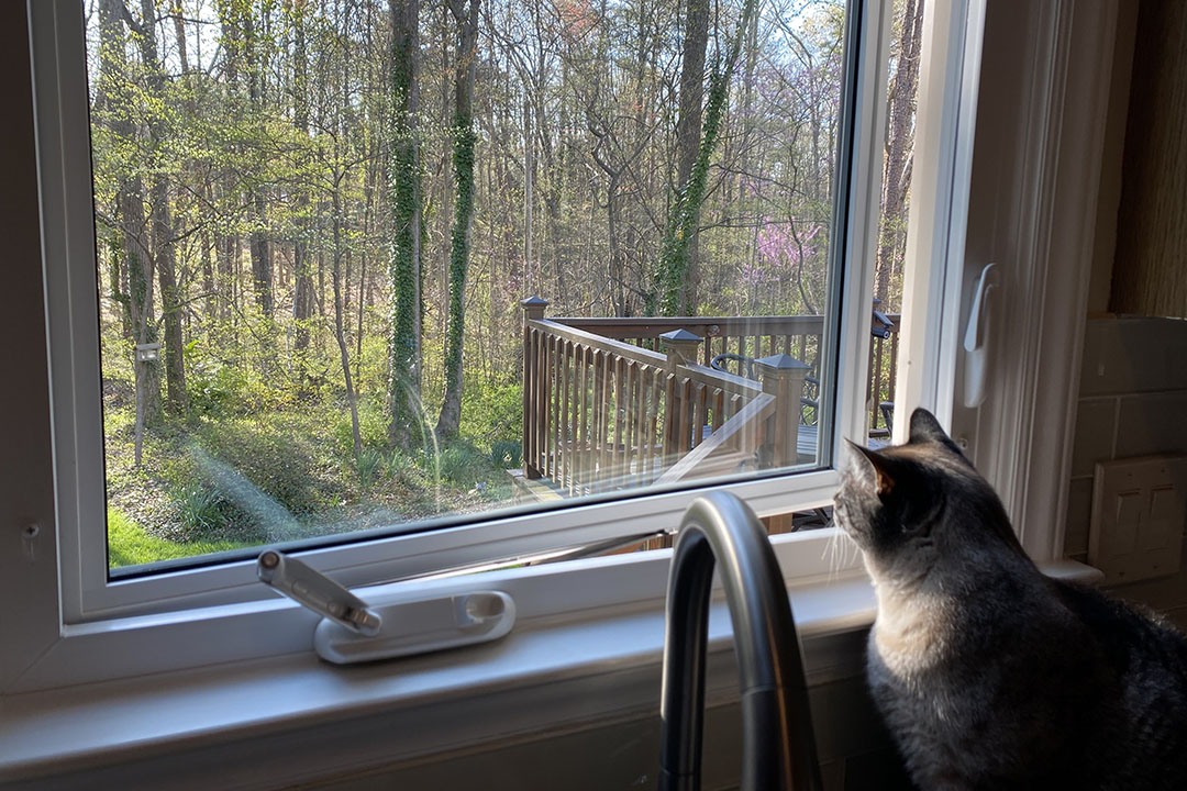 Cat Looking Out Casement Window