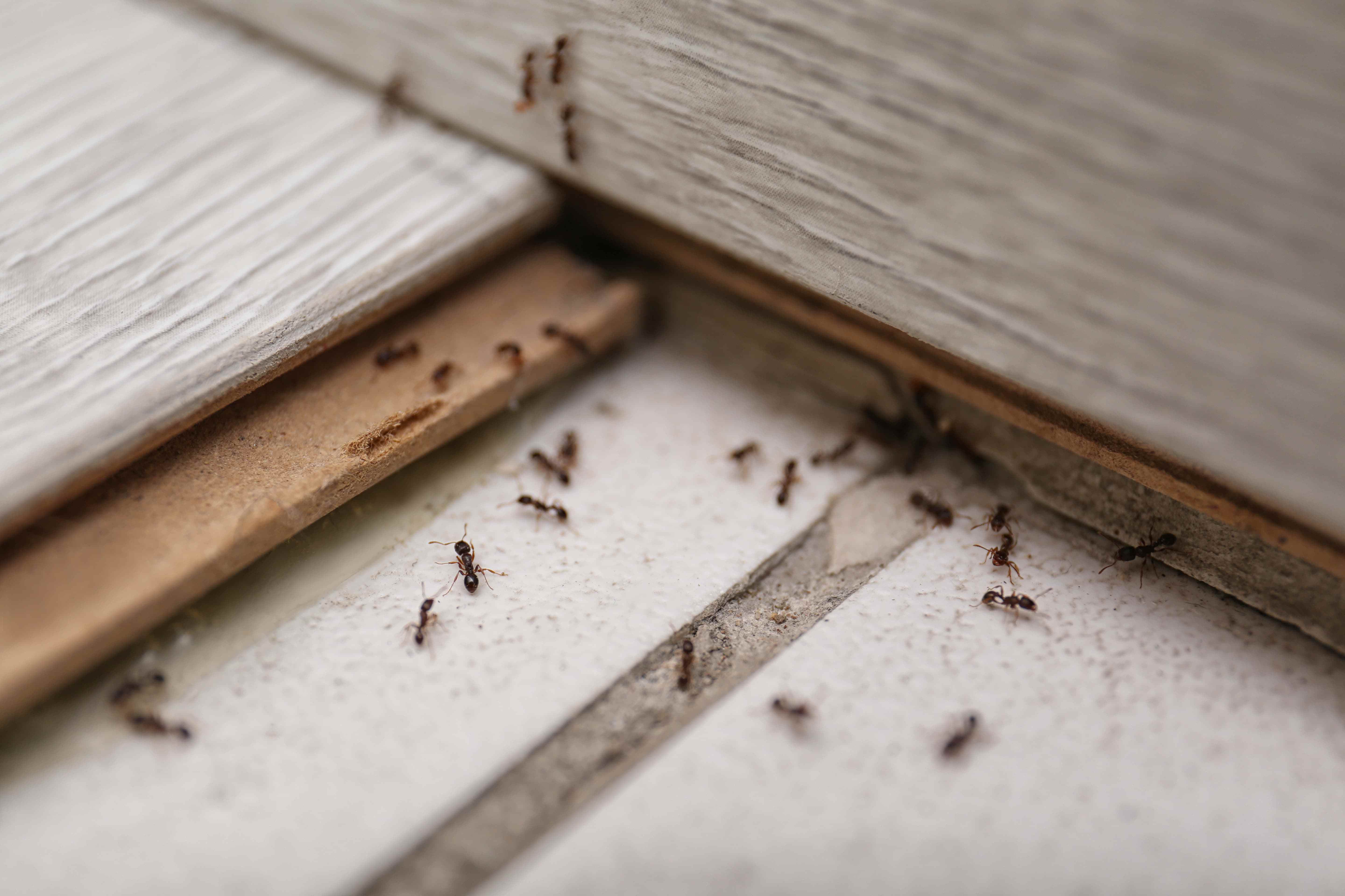 How To Get Rid Of Attic Pests? - Consumera