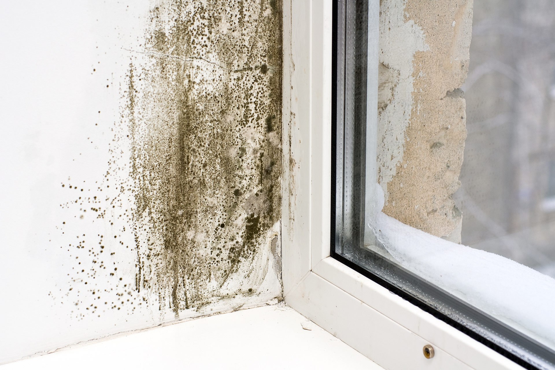 Mold inside the home near a window