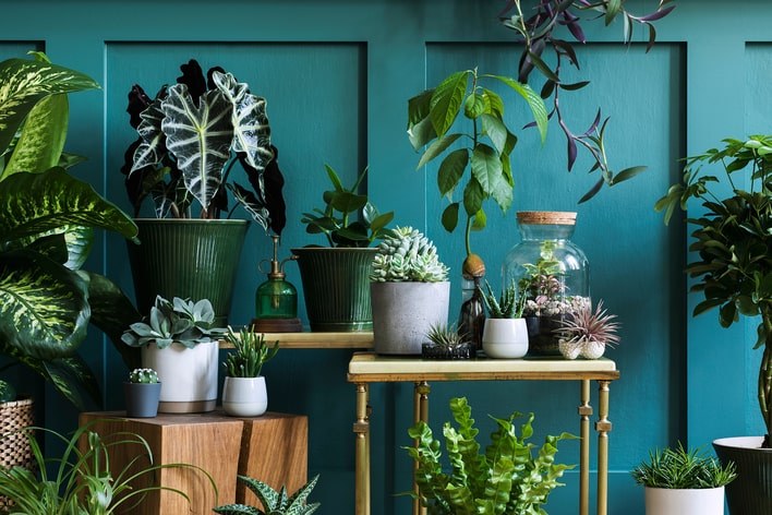 Variety of plants placed in front of a green wall