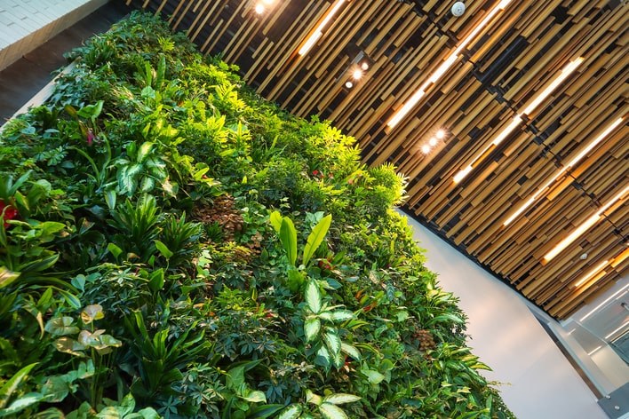 Living plant wall grown to ceiling