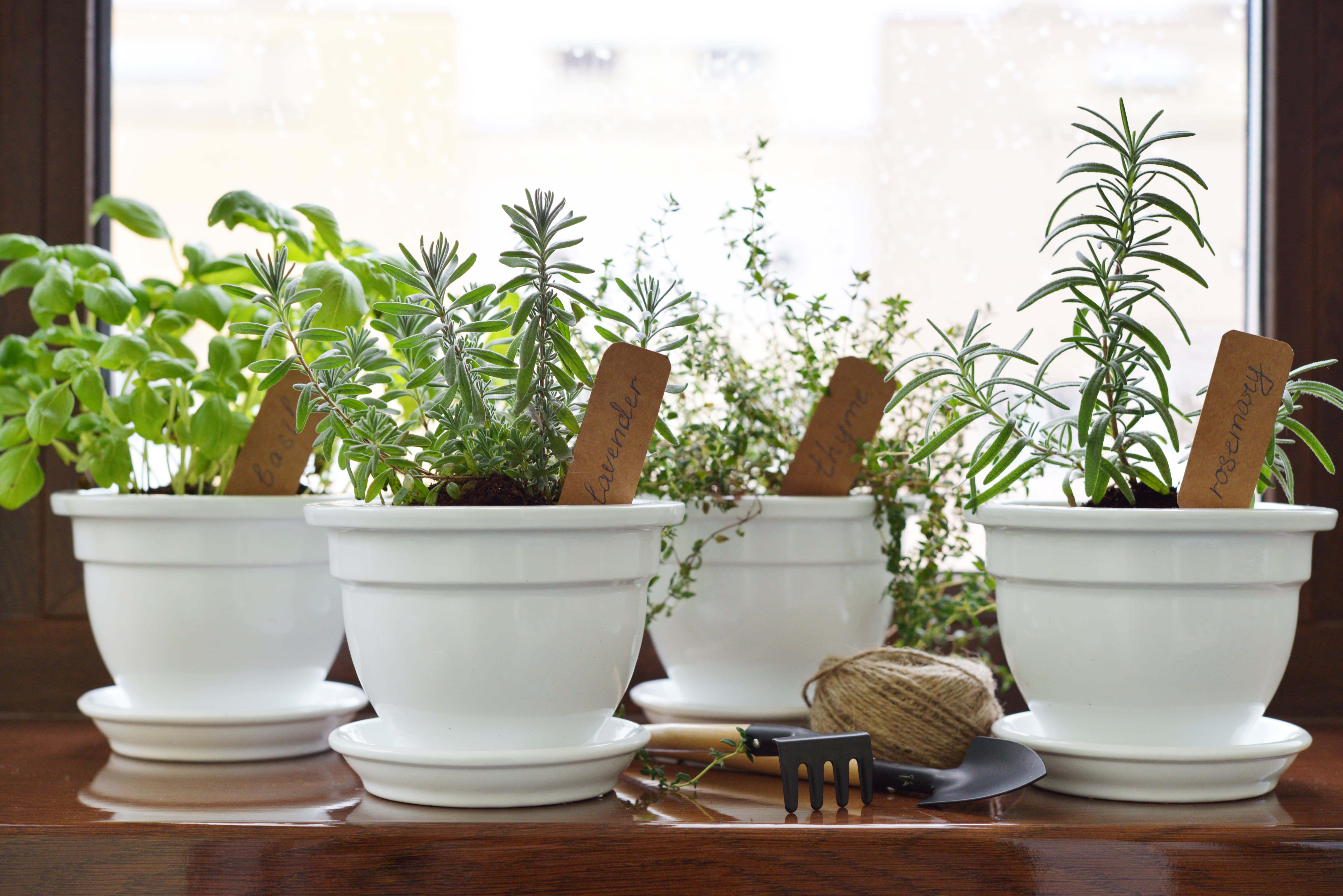 Several white pots of herbs next to an open window. 