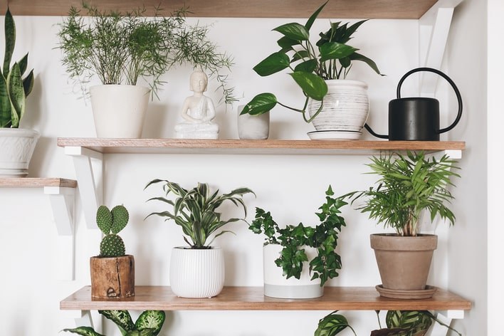 Shelf filled with growing plants