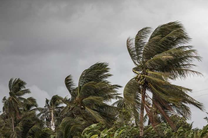 Palm trees blowing in dark stormy weather during hurricane season