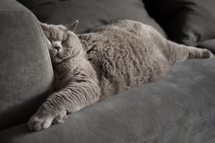 Grey cat sleeping on couch