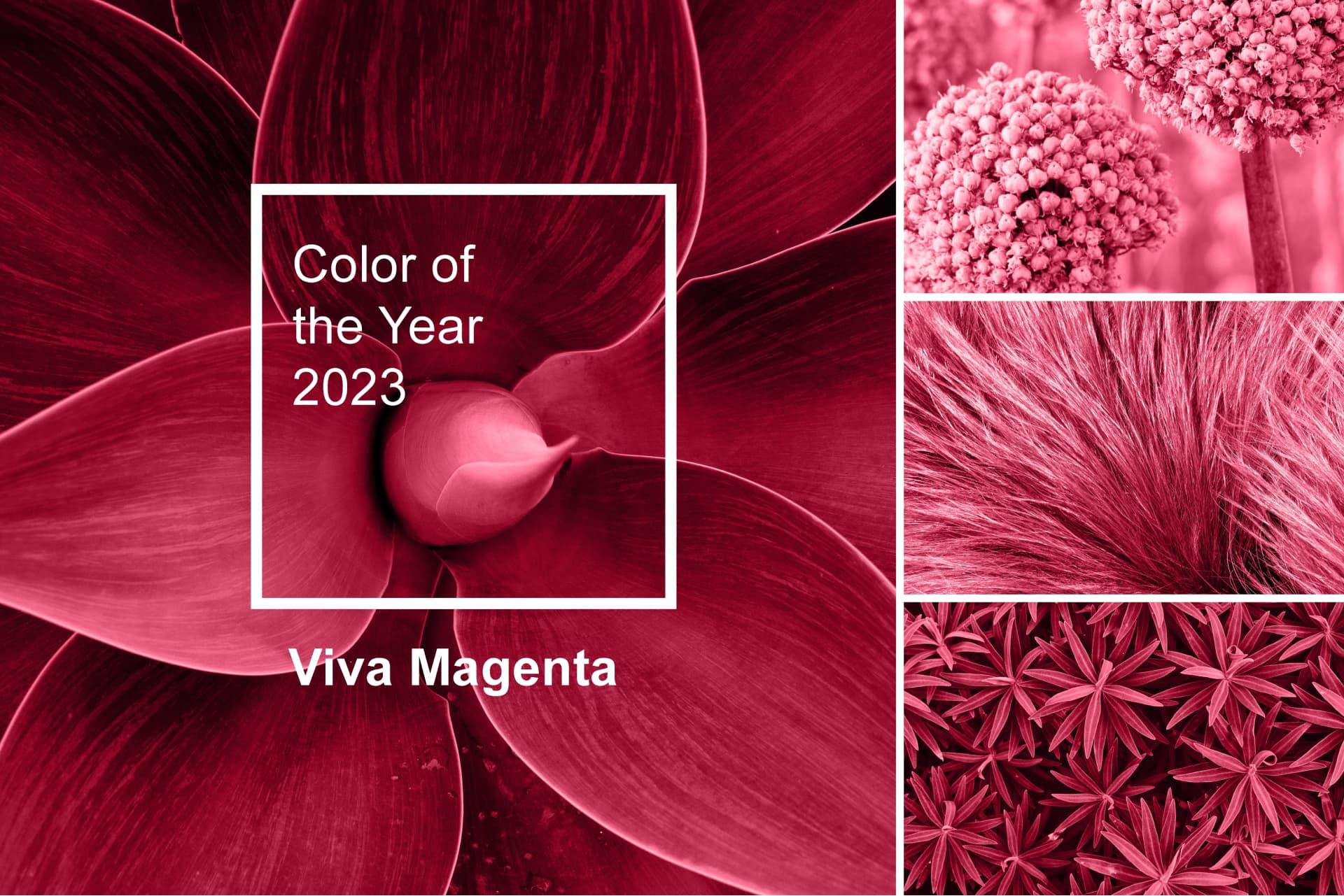 Color of The Year 2023: Viva Magenta