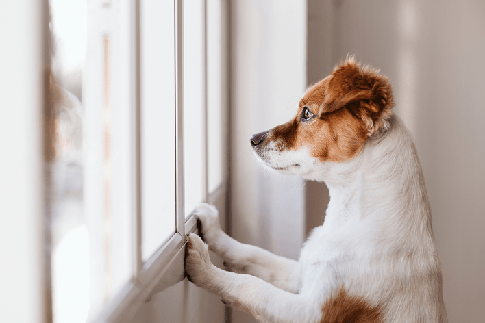 A small brown and white dog looking out a window with its front paws against the grille