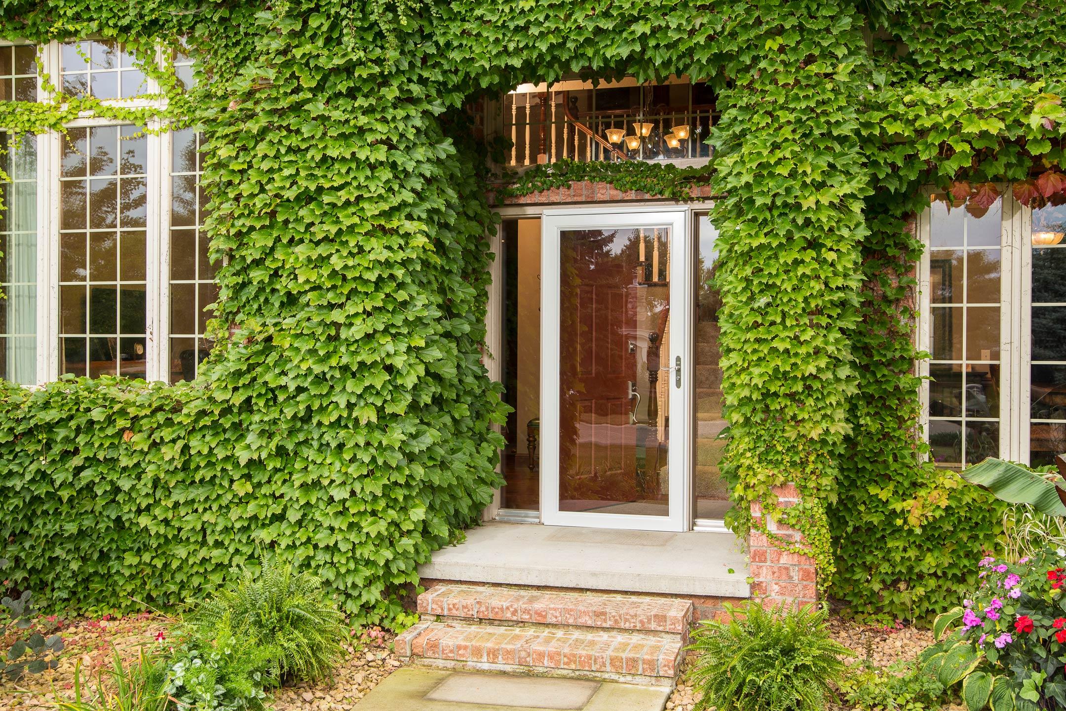 white glass storm door surrounded by ivy on a brick house